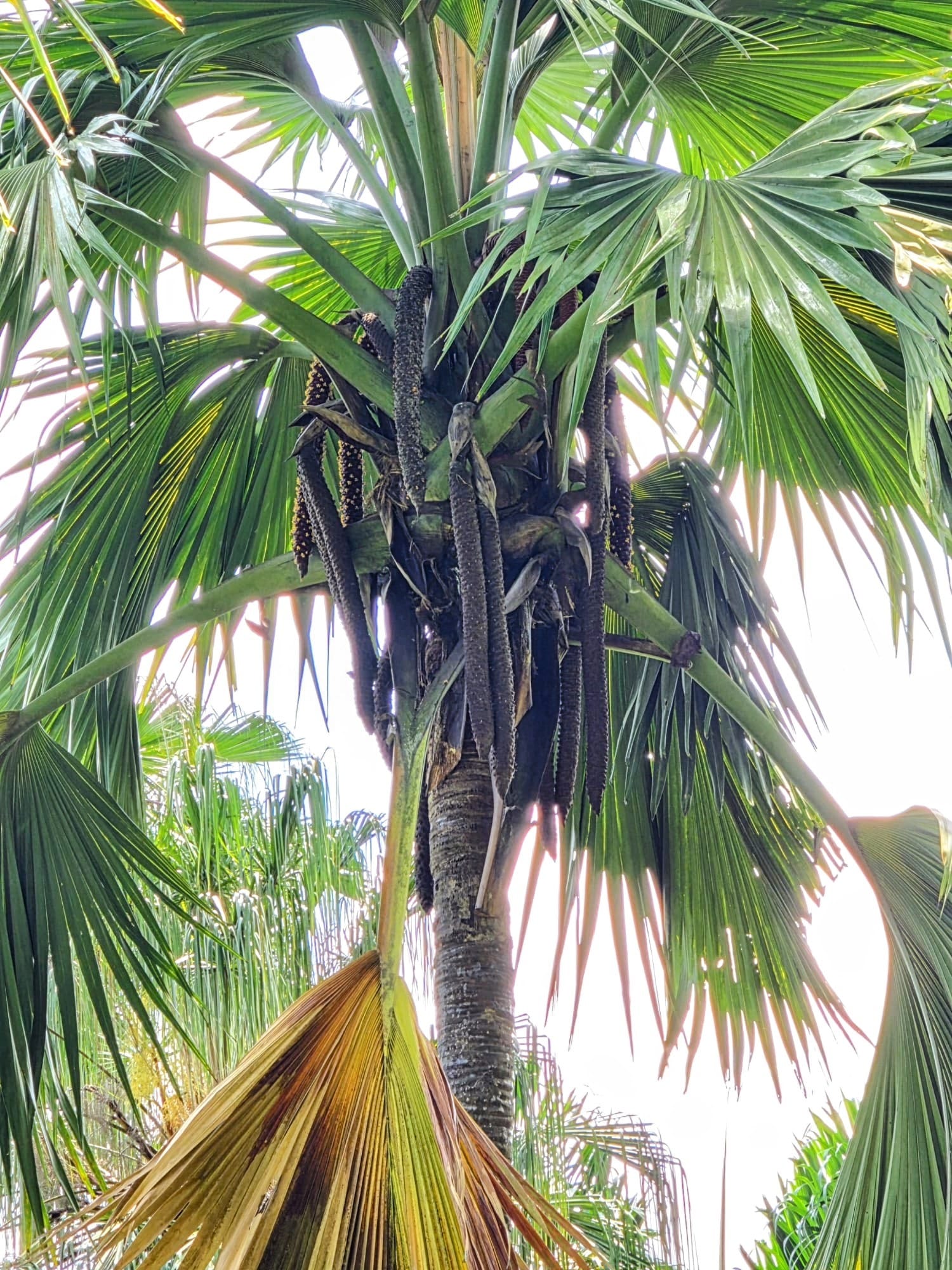 Double coconut